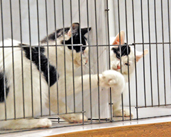 two cats playing in judging ring