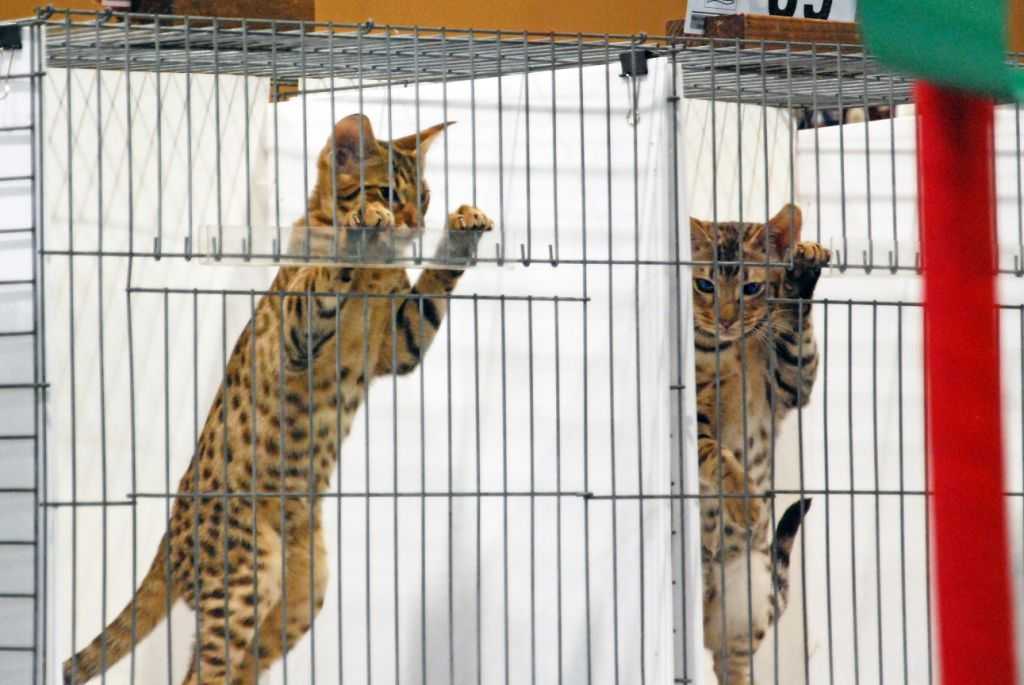 Ocicat kittens eager to be judged - Cable